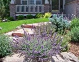 landscaped backyard garden