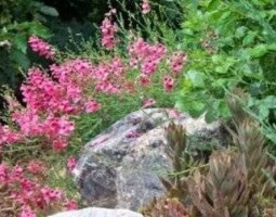 landscaping bushes with flowers and rocks by McMahon Landscape